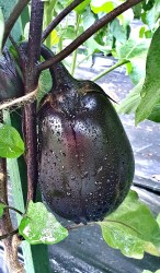 eggplant filimon3